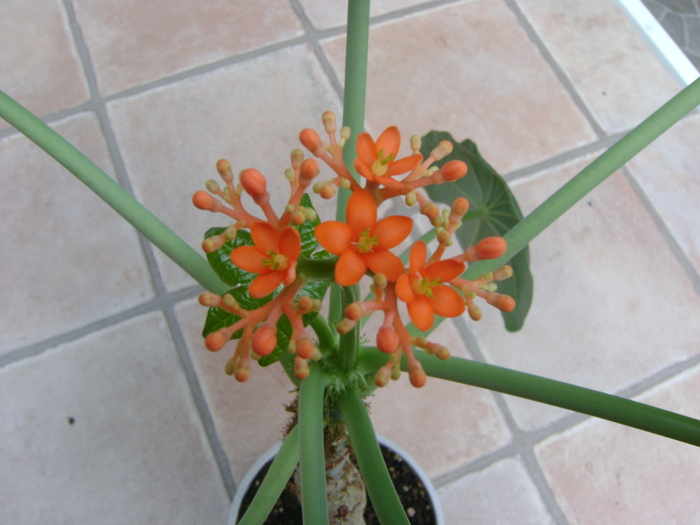 Jatropha Podagrica