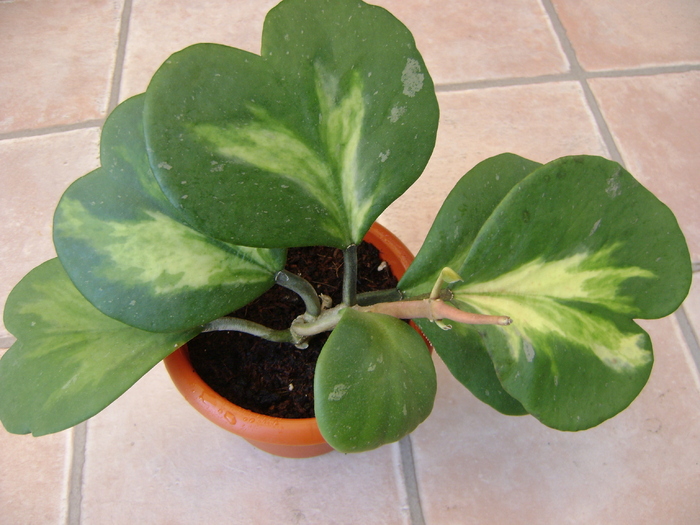 Hoya kerrii 'Yellow Splash' - Adenium Hoya si alte plante suculente