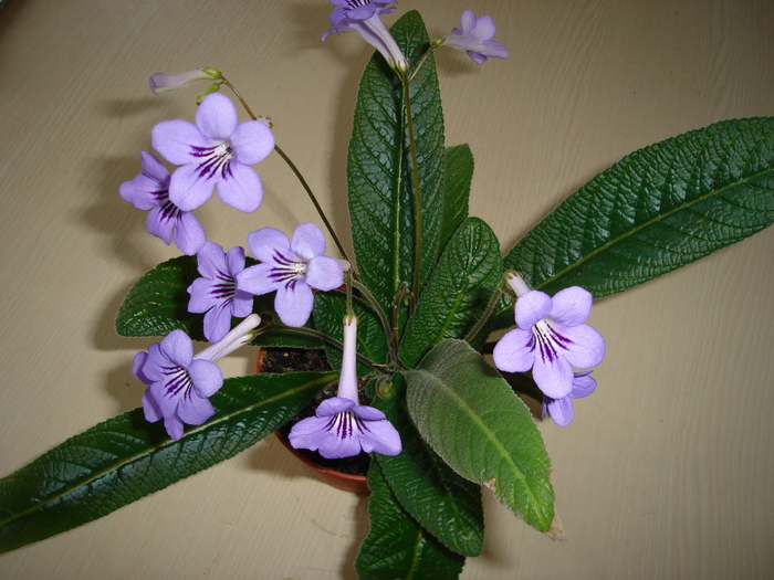  - Streptocarpus