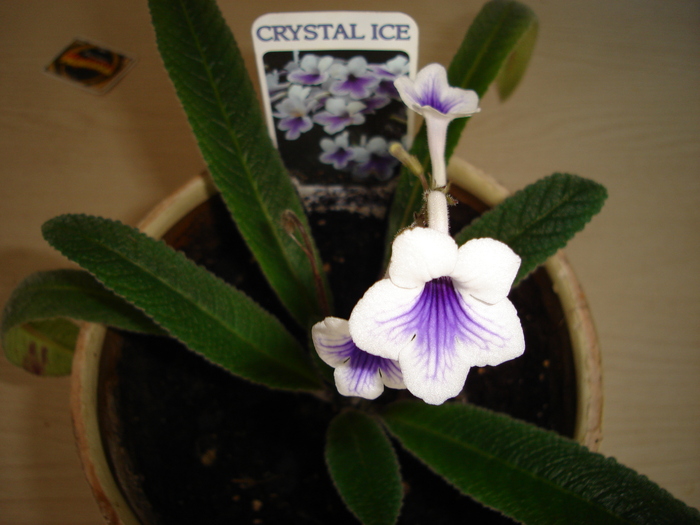 pozne 730 - Streptocarpus