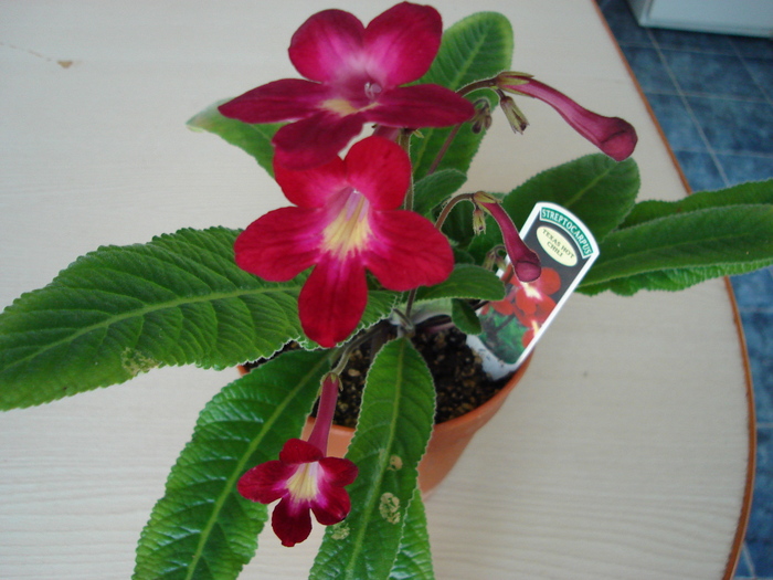  - Streptocarpus