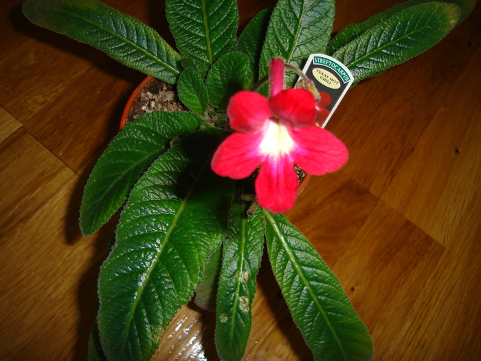 DSC03998 - Streptocarpus