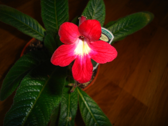 DSC03999 - Streptocarpus