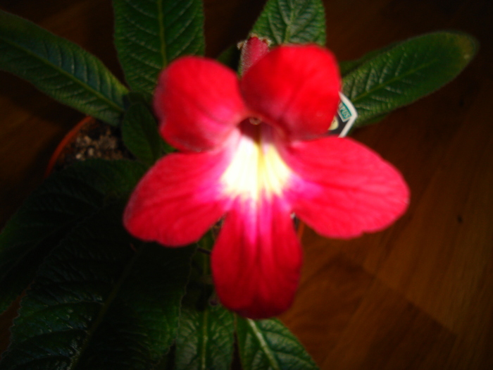 DSC04000 - Streptocarpus