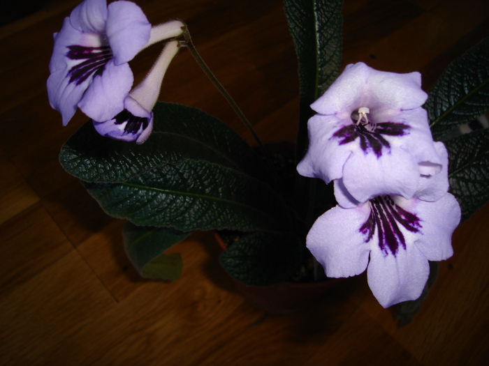 DSC04001 - Streptocarpus