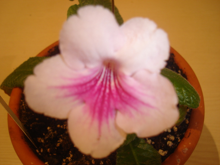 DSC04647 - Streptocarpus