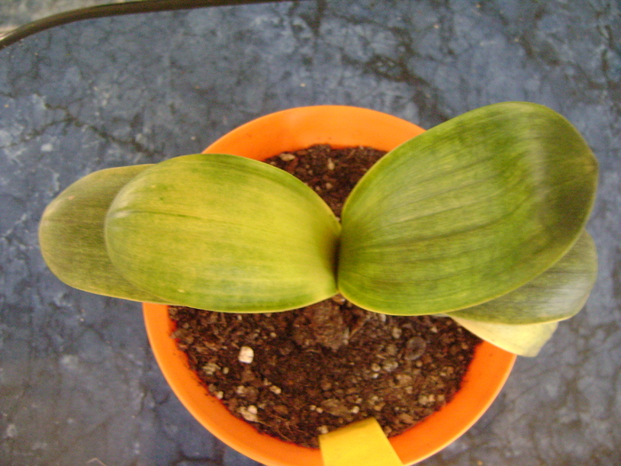 LOB mini - CLIVIA