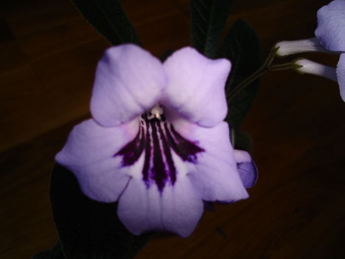 DSC04002 - Streptocarpus