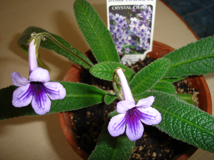 DSC04054 - Streptocarpus