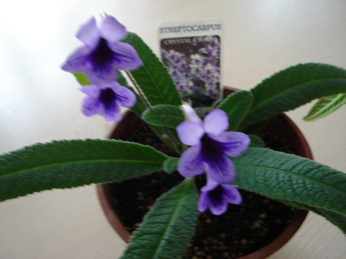 DSC04058 - Streptocarpus