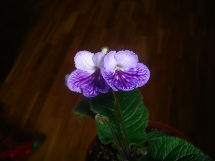 DSC04087 - Streptocarpus