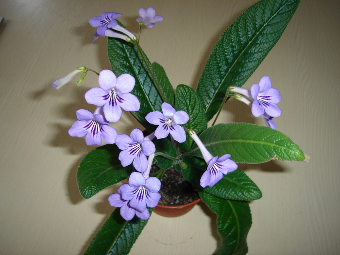 DSC04040 - Streptocarpus