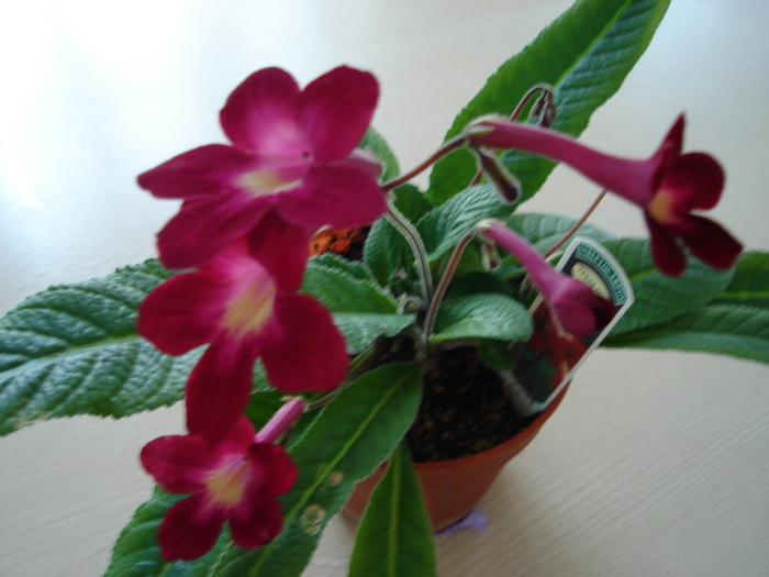 DSC04063 - Streptocarpus