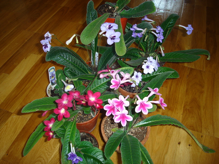 DSC04190 - Streptocarpus