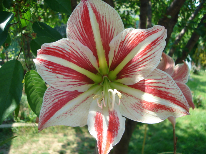  - AMARYLLIDACEAE-Hippeastrum