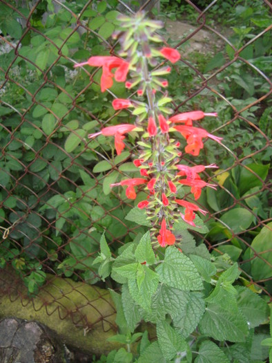 salvia de gradina - 3 iulie 2010 - flori