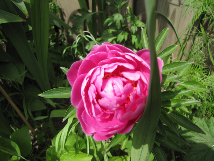 Bujor Sarah Bernhardt 17 iun 2010 - plante diverse