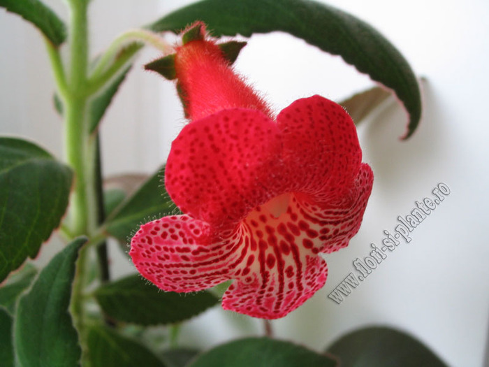 Kohleria Smaprickig rodvit 4