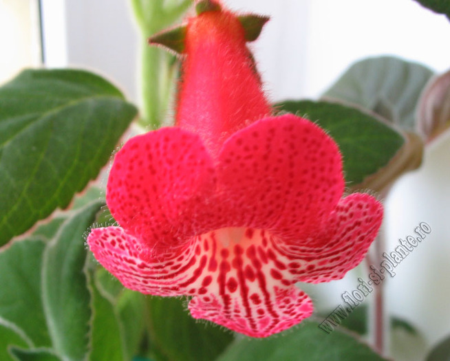 Kohleria Smaprickig rodvit 5