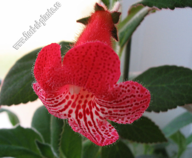 Kohleria Smaprickig rodvit 6