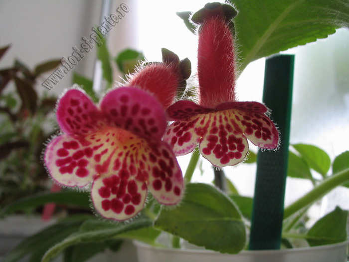 Kohleria Lucky Lucifer 10