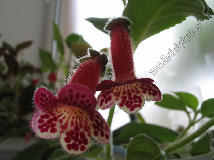Kohleria Lucky Lucifer 11