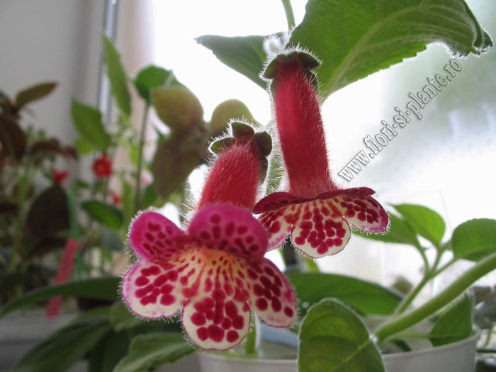 Kohleria Lucky Lucifer 12