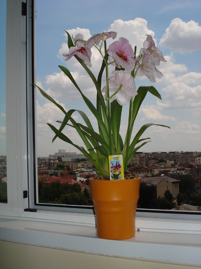 MILTONIA