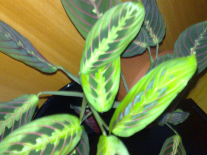 30062010493 - Maranta