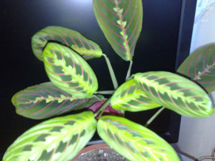 30062010492 - Maranta