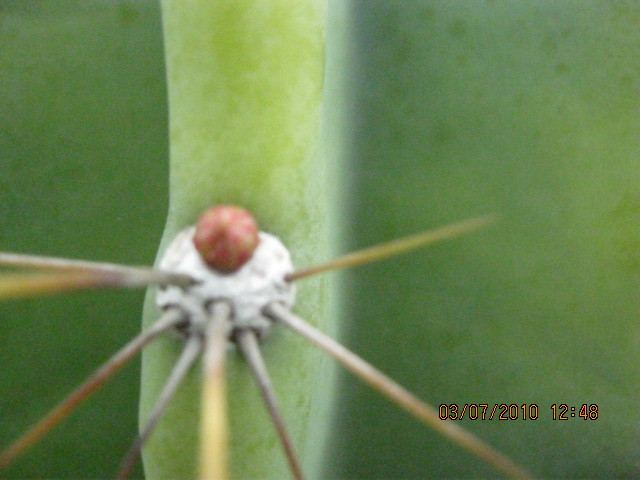 Deszka vagas 2010.jun.03 036 - Cereus 2010