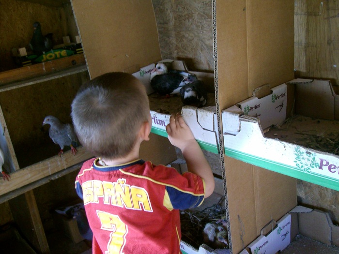 iunie10 075 - porumbei spania poze noi 2010