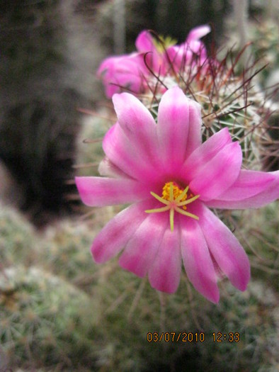 Deszka vagas 2010.jun.03 014 - Mammillaria