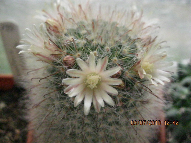 Deszka vagas 2010.jun.03 034 - Mammillaria