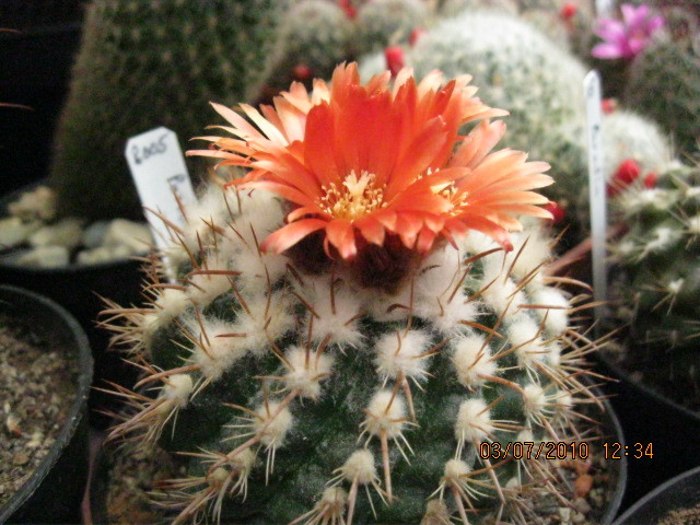 Deszka vagas 2010.jun.03 016 - Rebutia-Parodia