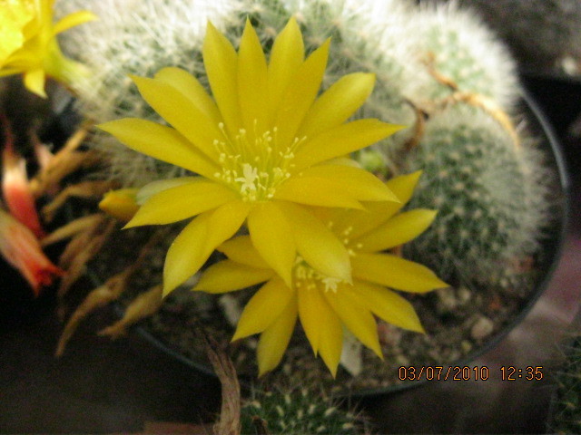 Deszka vagas 2010.jun.03 017 - Rebutia-Parodia