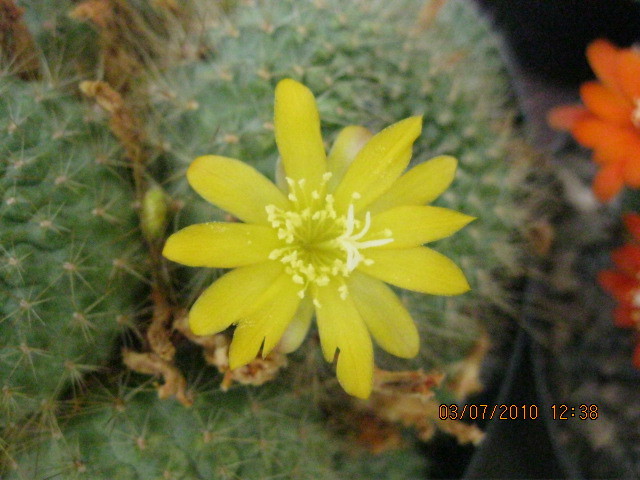 Deszka vagas 2010.jun.03 028 - Rebutia-Parodia