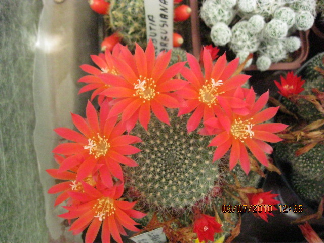 Deszka vagas 2010.jun.03 018 - Rebutia-Parodia