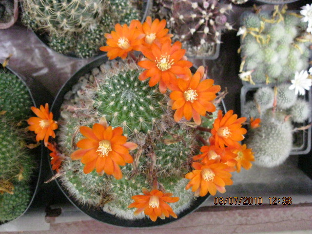 Deszka vagas 2010.jun.03 027 - Rebutia-Parodia