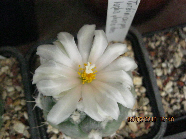 T. lophophoroides