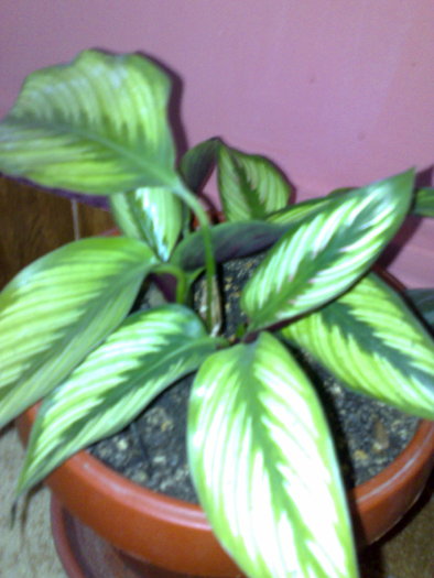 23062010424 - Calathea