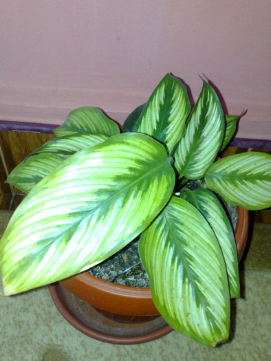 23062010422 - Calathea