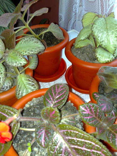 23062010445 - Episcia