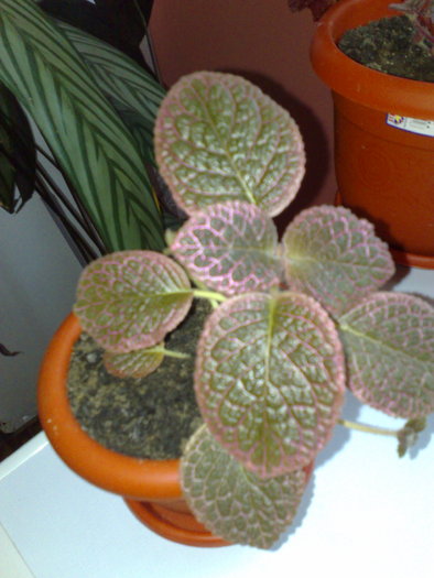 23062010430 - Episcia