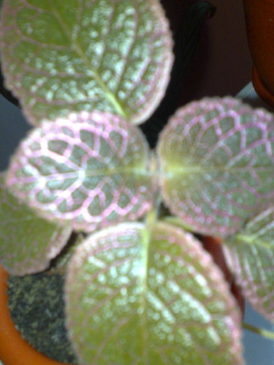 23062010431 - Episcia