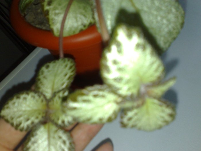 23062010433 - Episcia