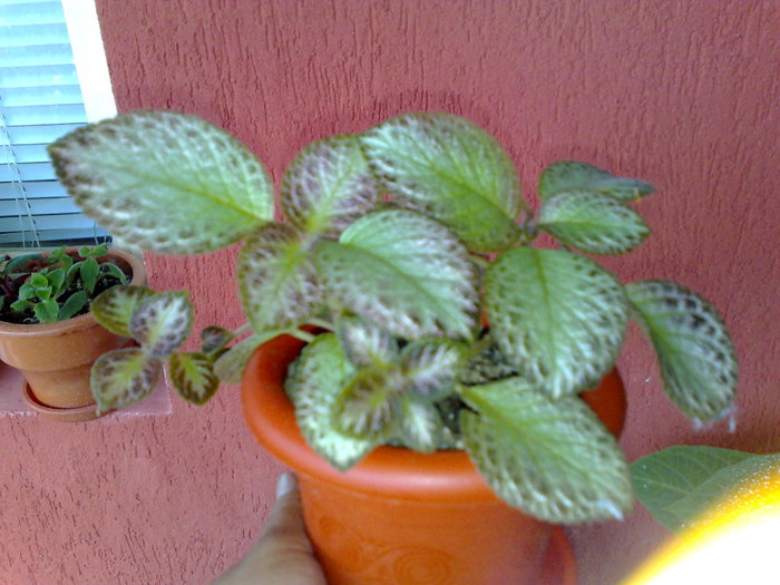 23062010436 - Episcia