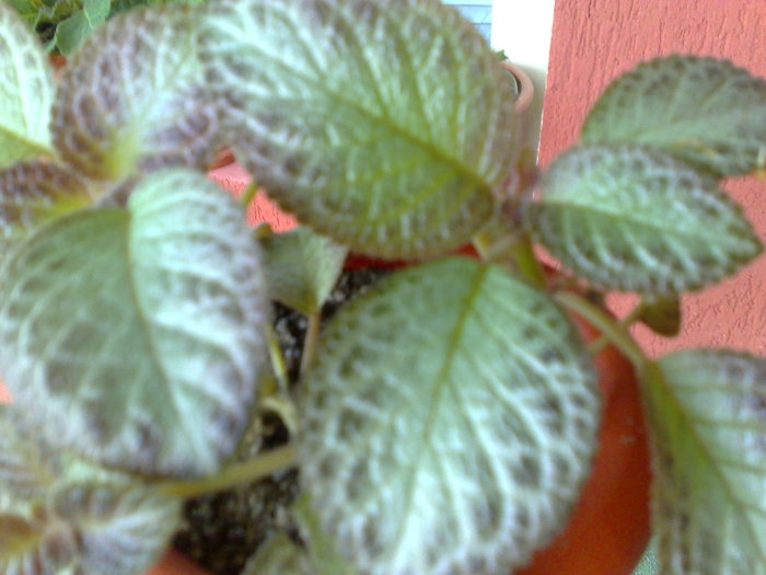 23062010437 - Episcia