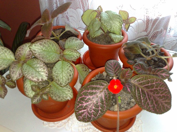 23062010444 - Episcia