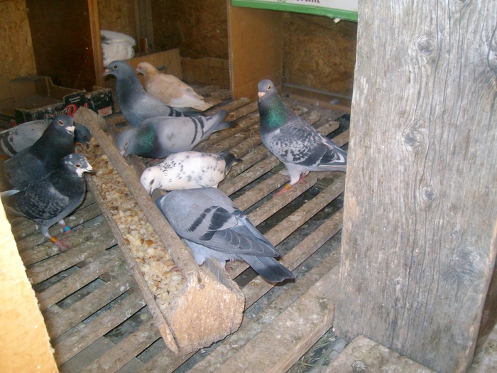 la mancare - porumbei spania poze noi 2010